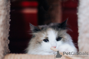 Photos supplémentaires: Kasha, la belle chatte aux yeux bleus, cherche un foyer !