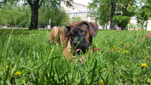 Photo №1. cane corso - à vendre en ville de Москва | 442€ | Annonce №6676