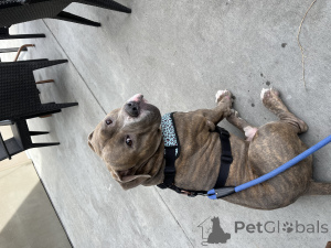 Photo №1. american bully - à vendre en ville de Richland | négocié | Annonce №135773