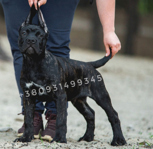 Photo №2 de l'annonce № 6501 de la vente cane corso - acheter à Ukraine annonce privée