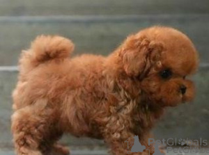 Photo №1. caniche (jouet) - à vendre en ville de Legnica | négocié | Annonce №175846
