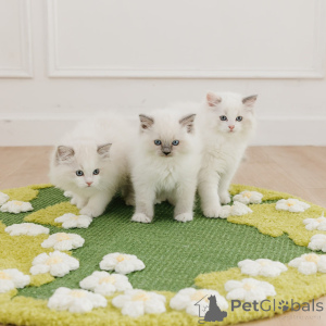 Photo №2 de l'annonce № 169332 de la vente ragdoll - acheter à Pologne éleveur
