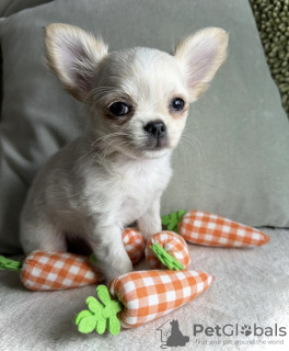 Photo №3. CHIHUAHUA CHIOT. Allemagne