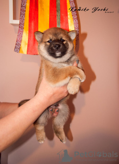 Photos supplémentaires: Chiot Shiba Inu du chenil RKF KUMIKO YOSHI