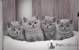 Photo №1. british shorthair - à vendre en ville de Tát | 388€ | Annonce № 169397
