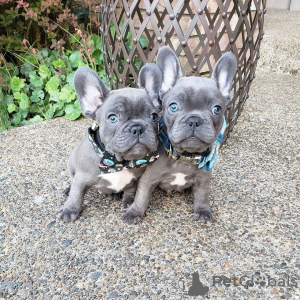 Photo №4. Je vais vendre bouledogue en ville de Günzburg. éleveur - prix - 1000€