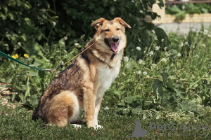 Photo №2 de l'annonce № 35329 de la vente chien bâtard - acheter à Fédération de Russie annonce privée