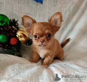 Photo №3. Chihuahua pedigree garçons. Biélorussie