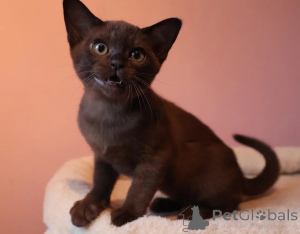 Photo №1. burmese - à vendre en ville de Jülich | 350€ | Annonce № 177598