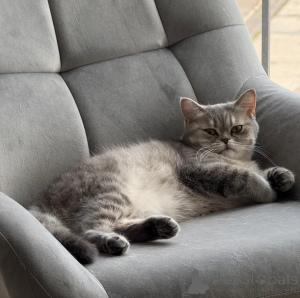 Photo №1. american shorthair - à vendre en ville de Mansfeld-Südharz | 350€ | Annonce № 177560