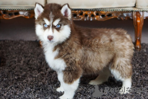 Photos supplémentaires: Chiots Husky de Sibérie prêts