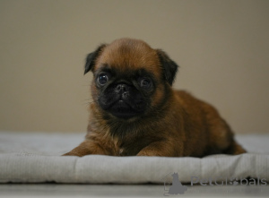 Photo №3. Charmante fille du Petit Brabançon. Biélorussie