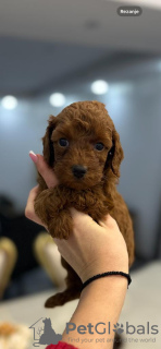 Photo №1. caniche (jouet) - à vendre en ville de Belgrade | négocié | Annonce №122757