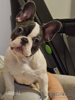 Photo №4. Je vais vendre bouledogue en ville de Tallinn.  - prix - 1800€