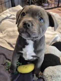 Photo №3. Lindos cachorros Staffordshire Bull Terrier à vendre. Portugal