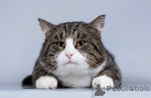 Photo №1.  - à vendre en ville de Khimki | Gratuit | Annonce № 165121