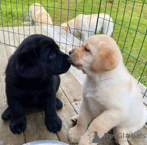 Photo №1. labrador retriever - à vendre en ville de Fieberbrunn | négocié | Annonce №91582