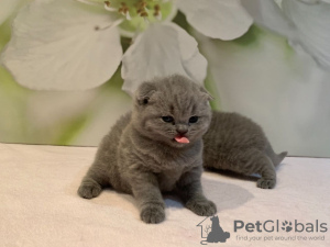 Photo №4. Je vais vendre scottish fold en ville de Munich. éleveur - prix - 350€