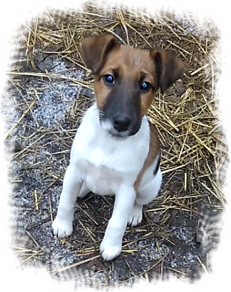 Photo №4. Je vais vendre fox-terrier en ville de Kharkov. annonce privée, de la fourrière - prix - 273€
