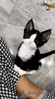 Photo №1. devon rex - à vendre en ville de Cracovie | 500€ | Annonce № 173294