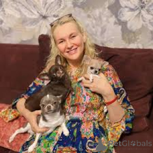 Photo №3. Chihuahua pennut etsivät perhettä. La finlande