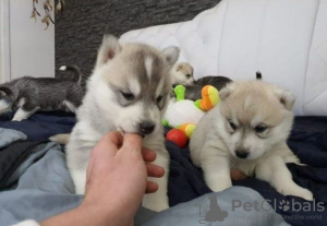 Photo №1. husky de sibérie - à vendre en ville de Berlin | Gratuit | Annonce №126751