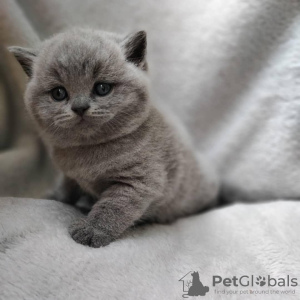 Photo №2 de l'annonce № 53186 de la vente british shorthair - acheter à USA annonce privée