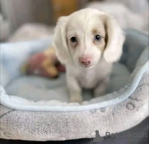 Photo №4. Je vais vendre teckel en ville de Helsinki. annonce privée, de l'abri - prix - 550€