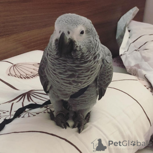 Photo №1. bouledogue américain, american bully, cocker américain, american pit bull terrier, basset hound, beagle - à vendre en ville de Bronxville | négocié | Annonce №145244