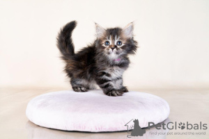 Photo №2 de l'annonce № 122037 de la vente maine coon - acheter à USA annonce privée