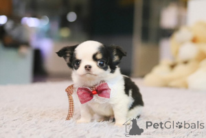 Photo №1. chihuahua - à vendre en ville de Hampton | négocié | Annonce №168764