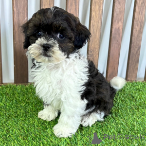 Photo №1. chien bâtard - à vendre en ville de Baienfurt | 300€ | Annonce №151465