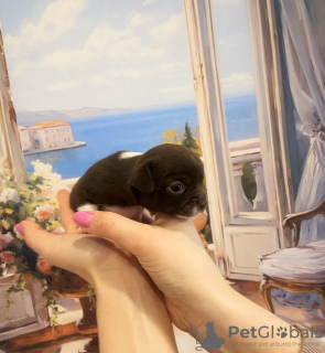 Photo №4. Je vais vendre chihuahua en ville de Saint-Pétersbourg. annonce privée - prix - 739€