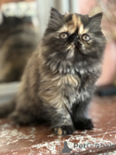 Photo №4. Je vais vendre maine coon en ville de Bruxelles.  - prix - Gratuit