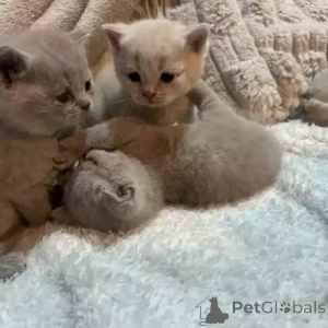 Photo №1. british shorthair - à vendre en ville de pontage | 380€ | Annonce № 167257