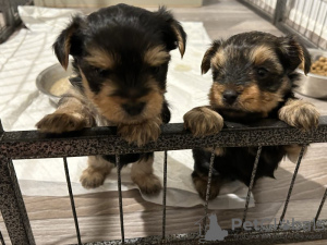 Photo №1. yorkshire terrier - à vendre en ville de Pieksämäen maalaiskunta | 340€ | Annonce №123458