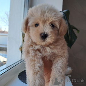 Photo №3. Le cher maltip. Biélorussie