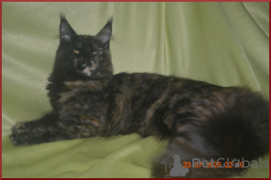 Photo №1. maine coon - à vendre en ville de Volgograd | 54€ | Annonce № 146280