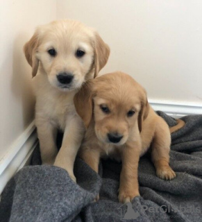 Photo №1. labrador retriever - à vendre en ville de Montreal | 473€ | Annonce №103647