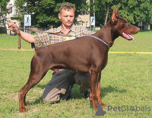 Photos supplémentaires: L'élevage Doberman 