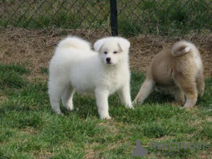 Photos supplémentaires: Akita japonais, chiots