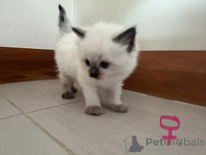 Photo №4. Je vais vendre ragdoll en ville de Christchurch. éleveur - prix - 350€
