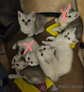 Photo №1. british shorthair - à vendre en ville de Koblenz | négocié | Annonce № 120010