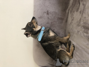 Photo №1. chien bâtard - à vendre en ville de Uppsala | 300€ | Annonce №44571