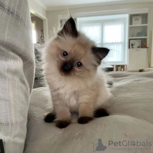 Photo №4. Je vais vendre ragdoll en ville de Sheffield.  - prix - Gratuit