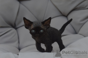 Photo №1. devon rex - à vendre en ville de Севилья | 400€ | Annonce № 119940