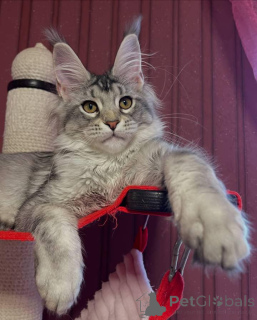 Photo №2 de l'annonce № 160663 de la vente maine coon - acheter à La Grande-Bretagne éleveur