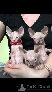 Photos supplémentaires: Chatons Sphynx