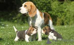 Photo №4. Je vais vendre beagle en ville de Берлингероде.  - prix - Gratuit