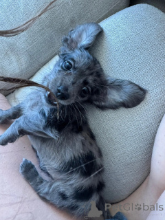 Photo №1. teckel - à vendre en ville de Levier | négocié | Annonce №144306